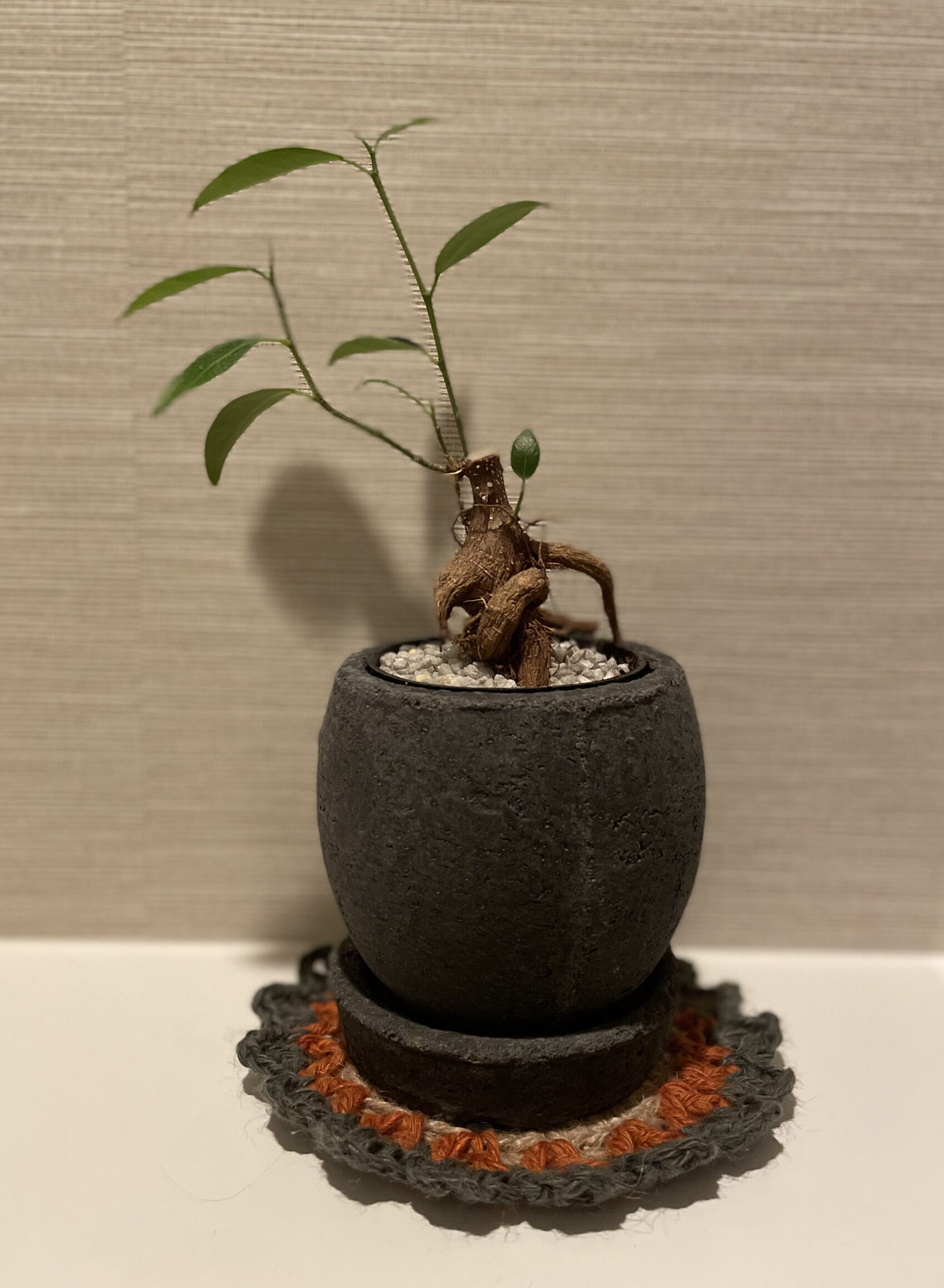 かじゅまるマット